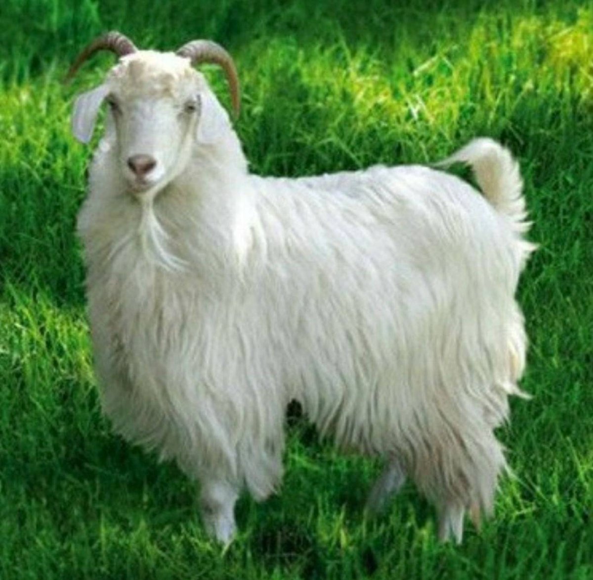 Оренбургская пуховая коза