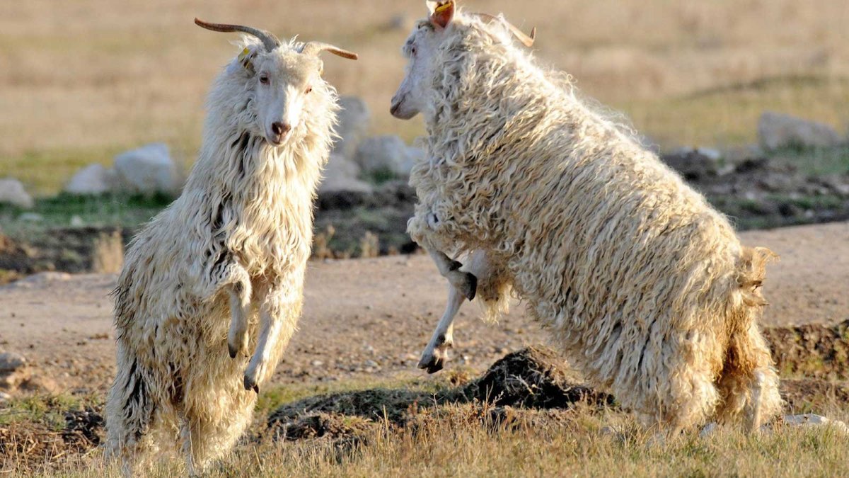 Ангорская коза - Ankara keçisi