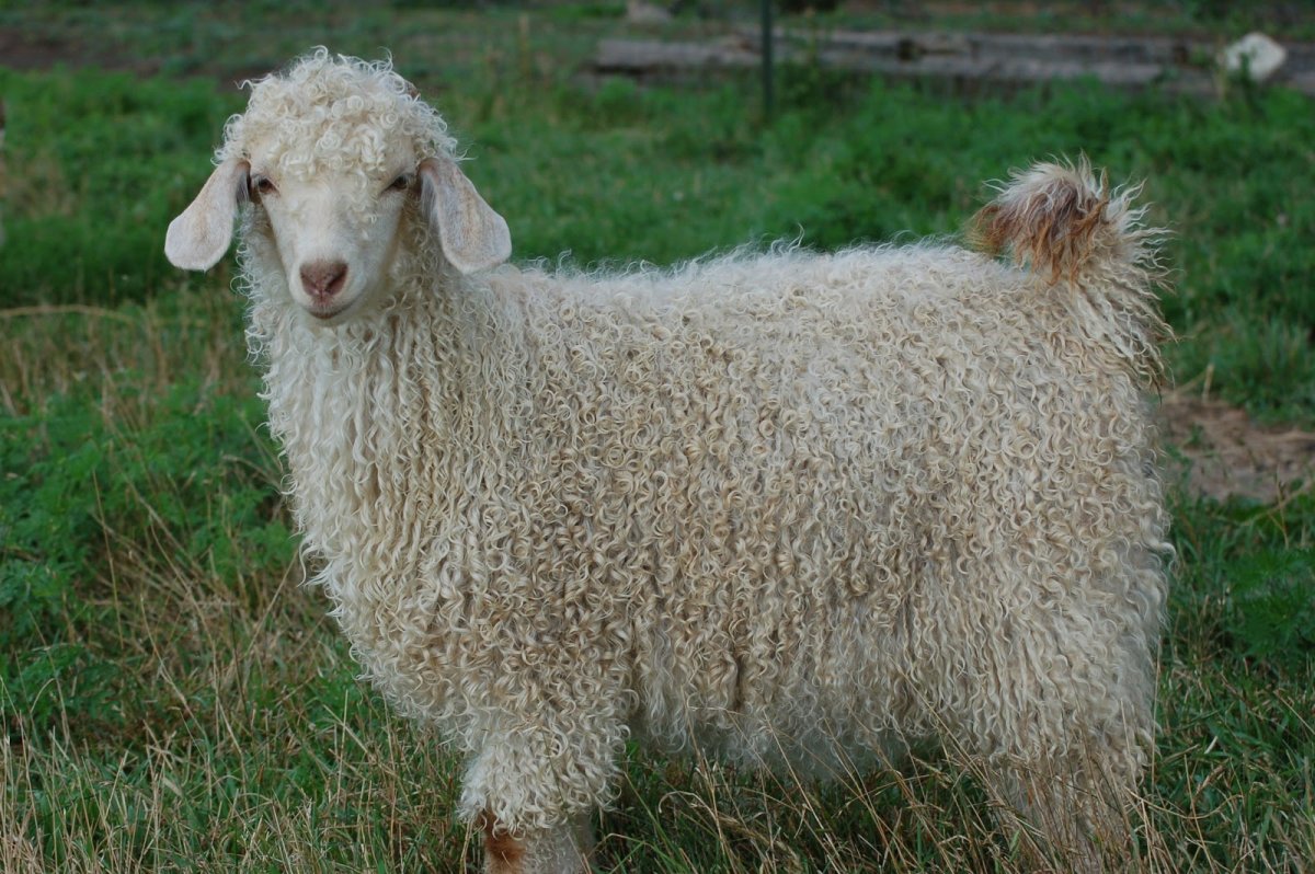 Ангорская коза