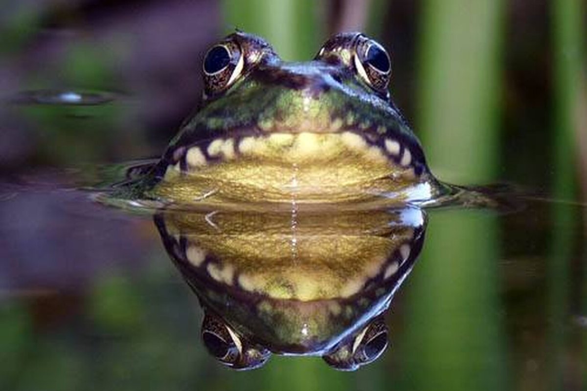 Лягушка с длинным языком