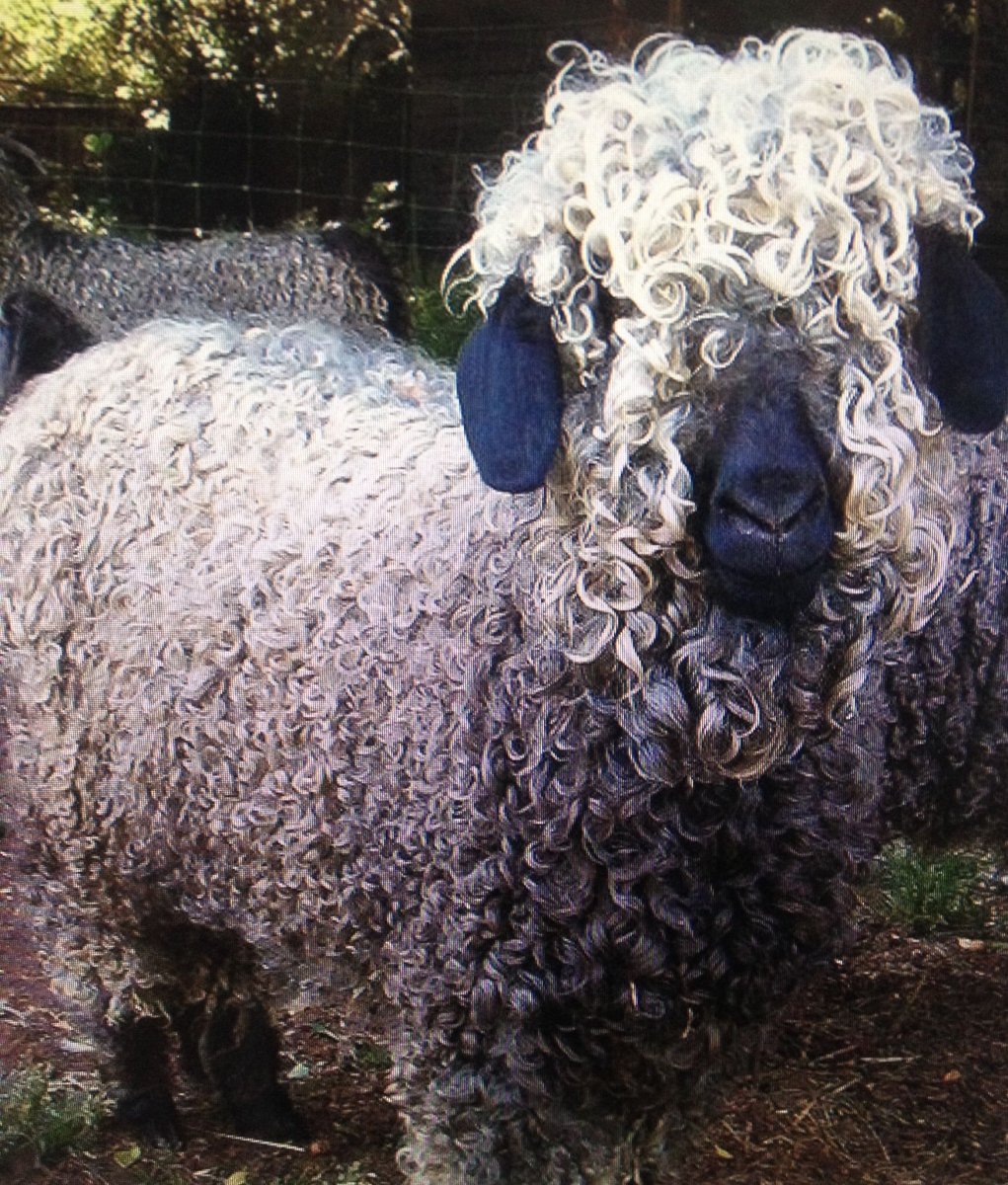 Ангорская коза черная