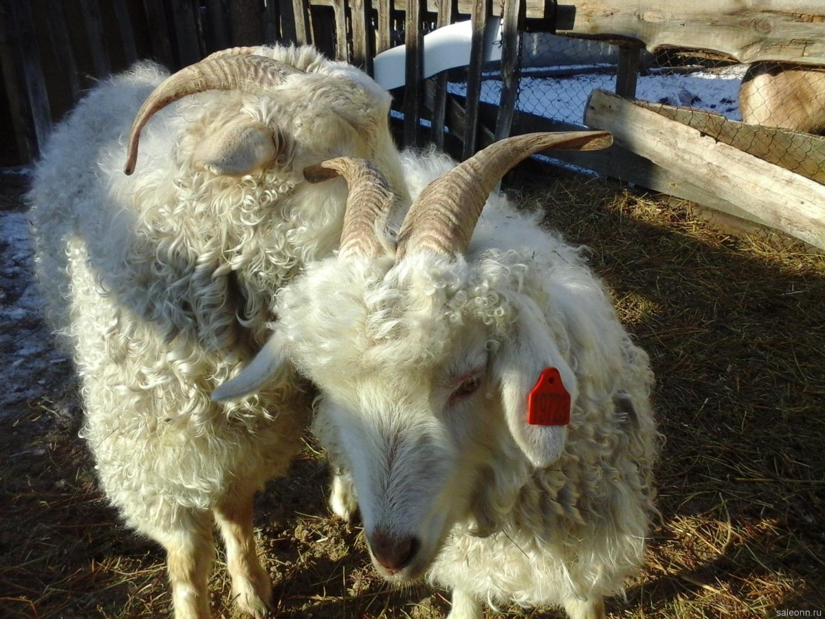 Ангорская порода коз