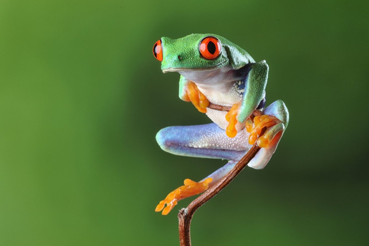 Остроносая древесная лягушка