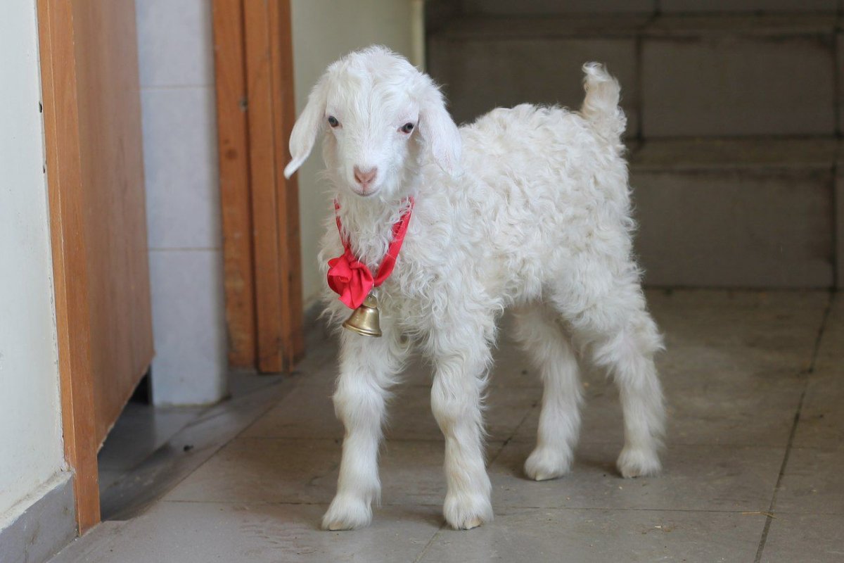 Оренбургская ангорская коза