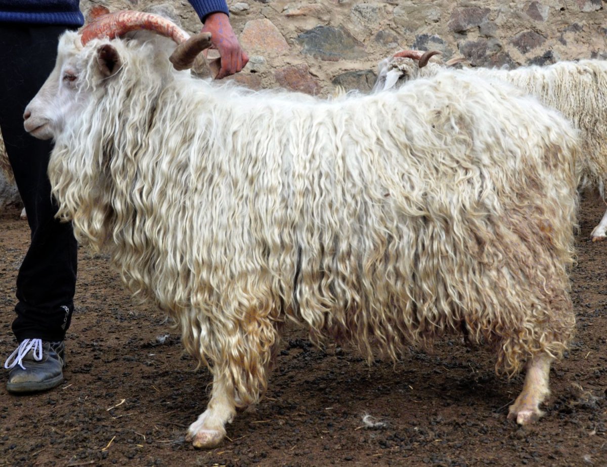 Ангорские козы белые