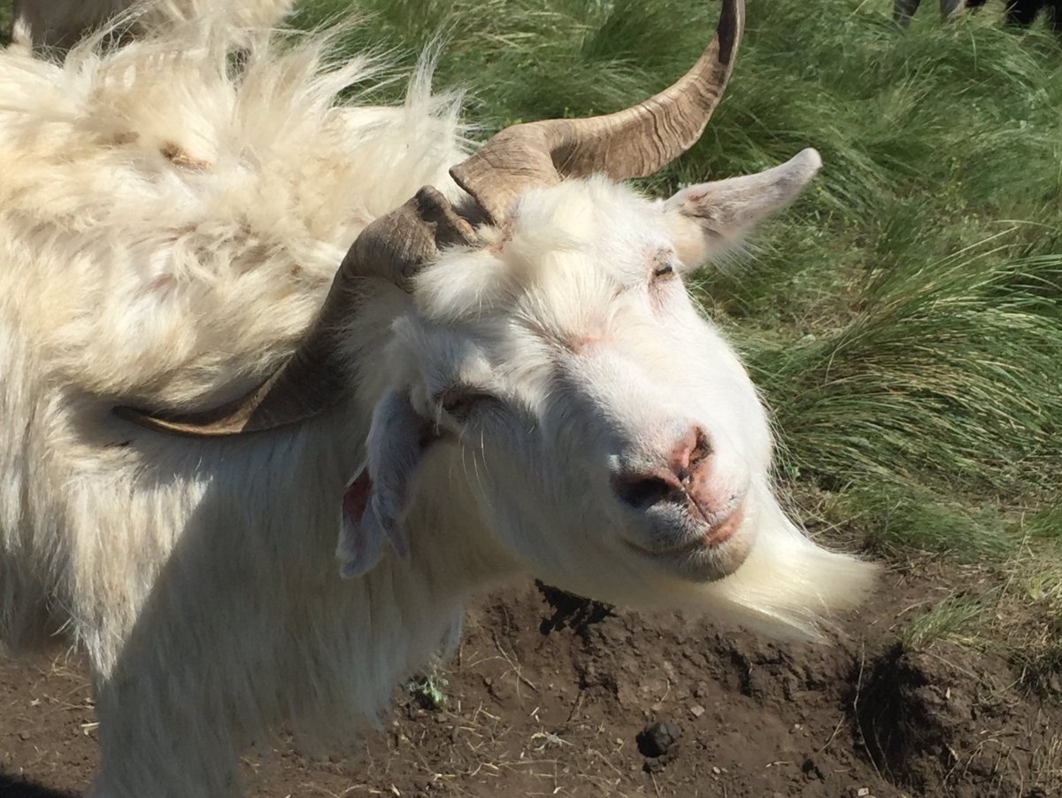 Ангорская коза