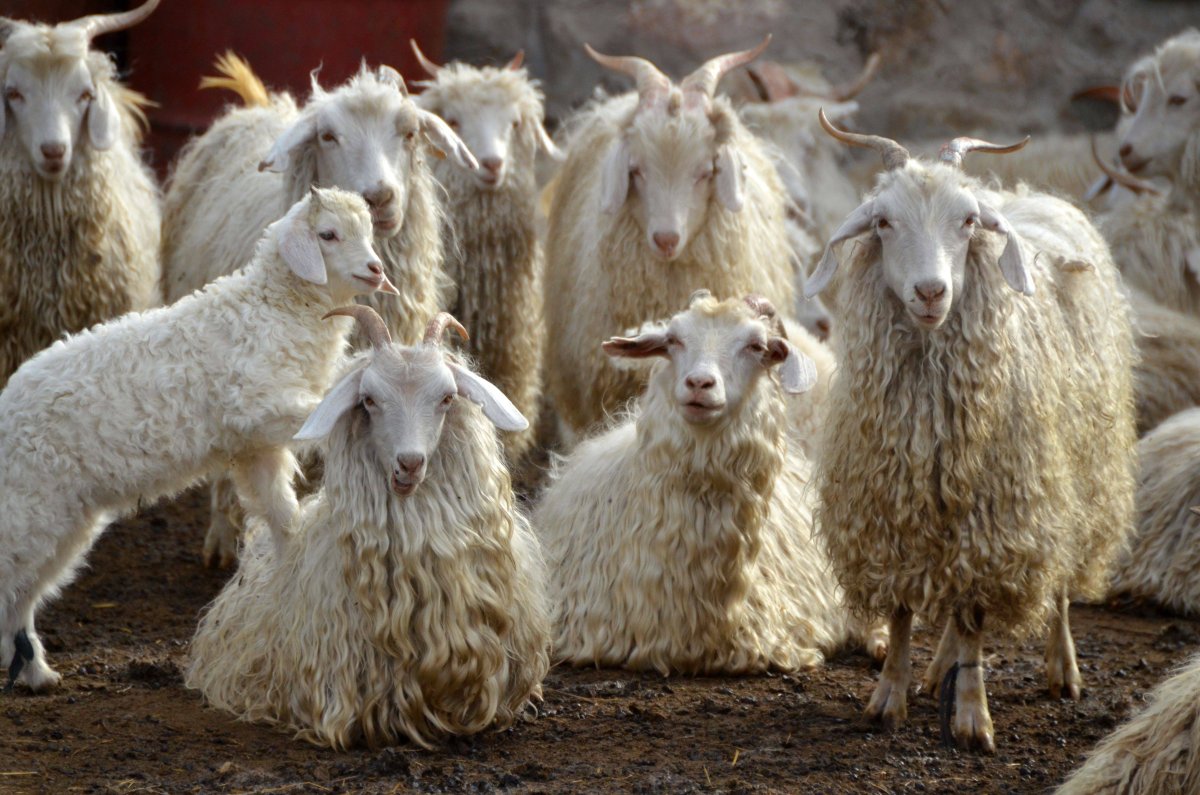 Papo ангорская коза