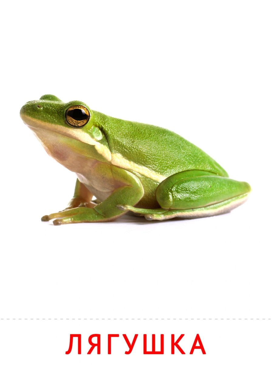 Лягушка квакша
