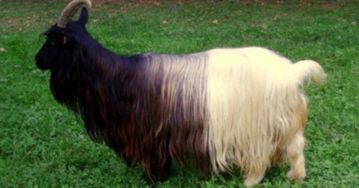 Ламанчи с длинной шерстью