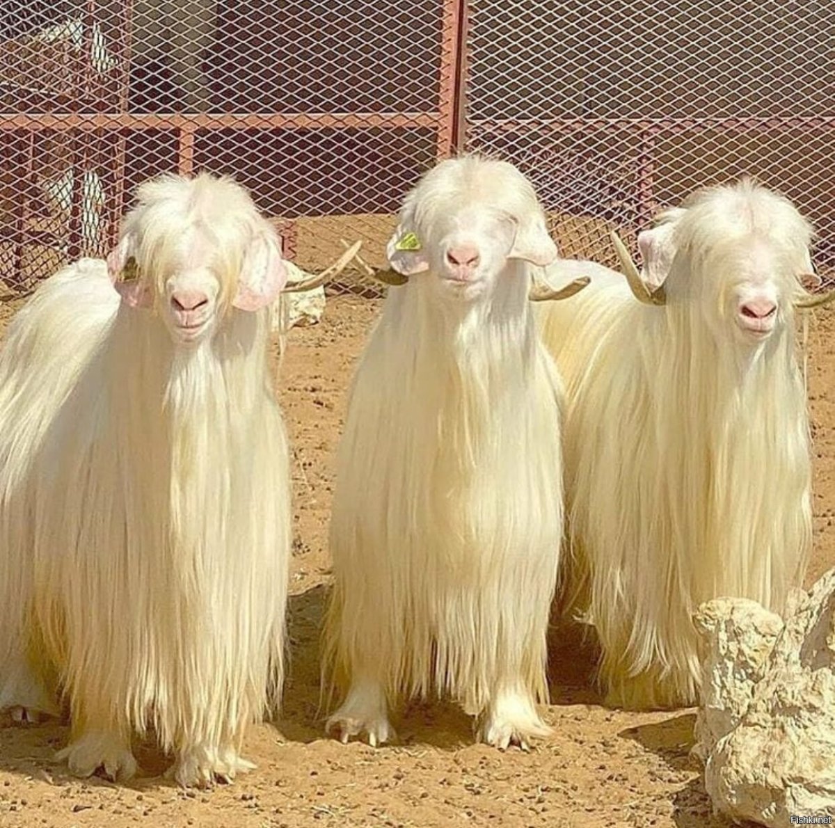 Коза таджикская