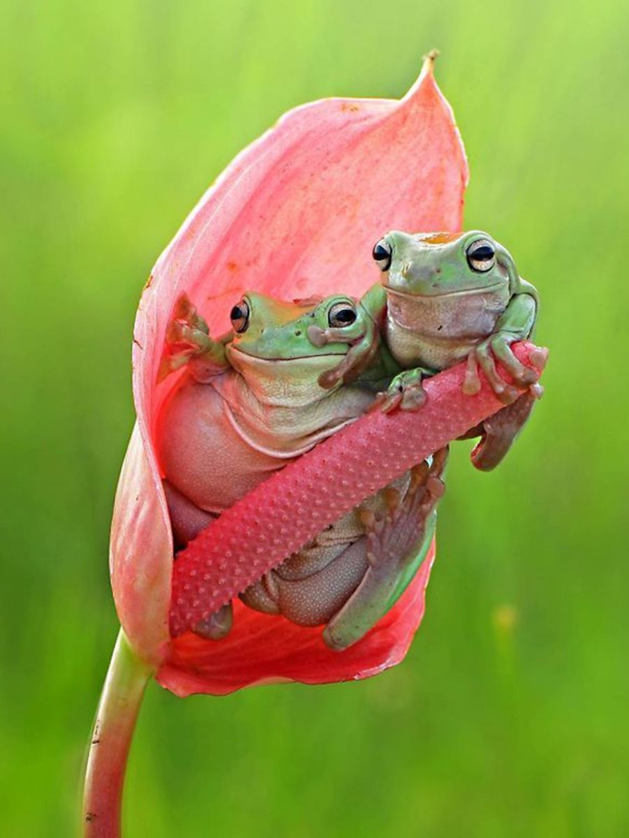 Лягушка с мухомором на голове