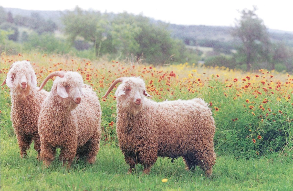 Ангорская с завитыми рогами