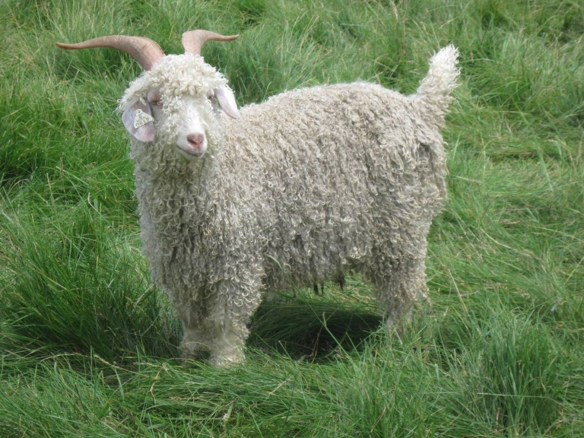 Ангорские козы или овцы