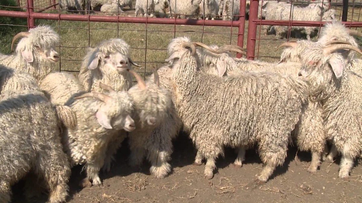 Шерсть ангорской козы