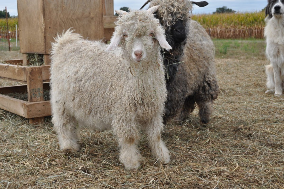 Гималайская коза кашемир