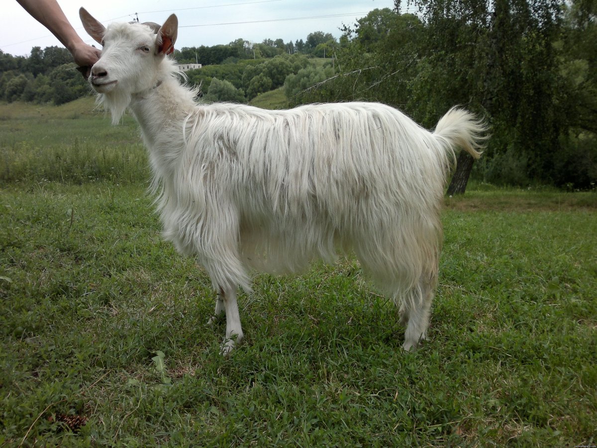 Советская шерстная коза