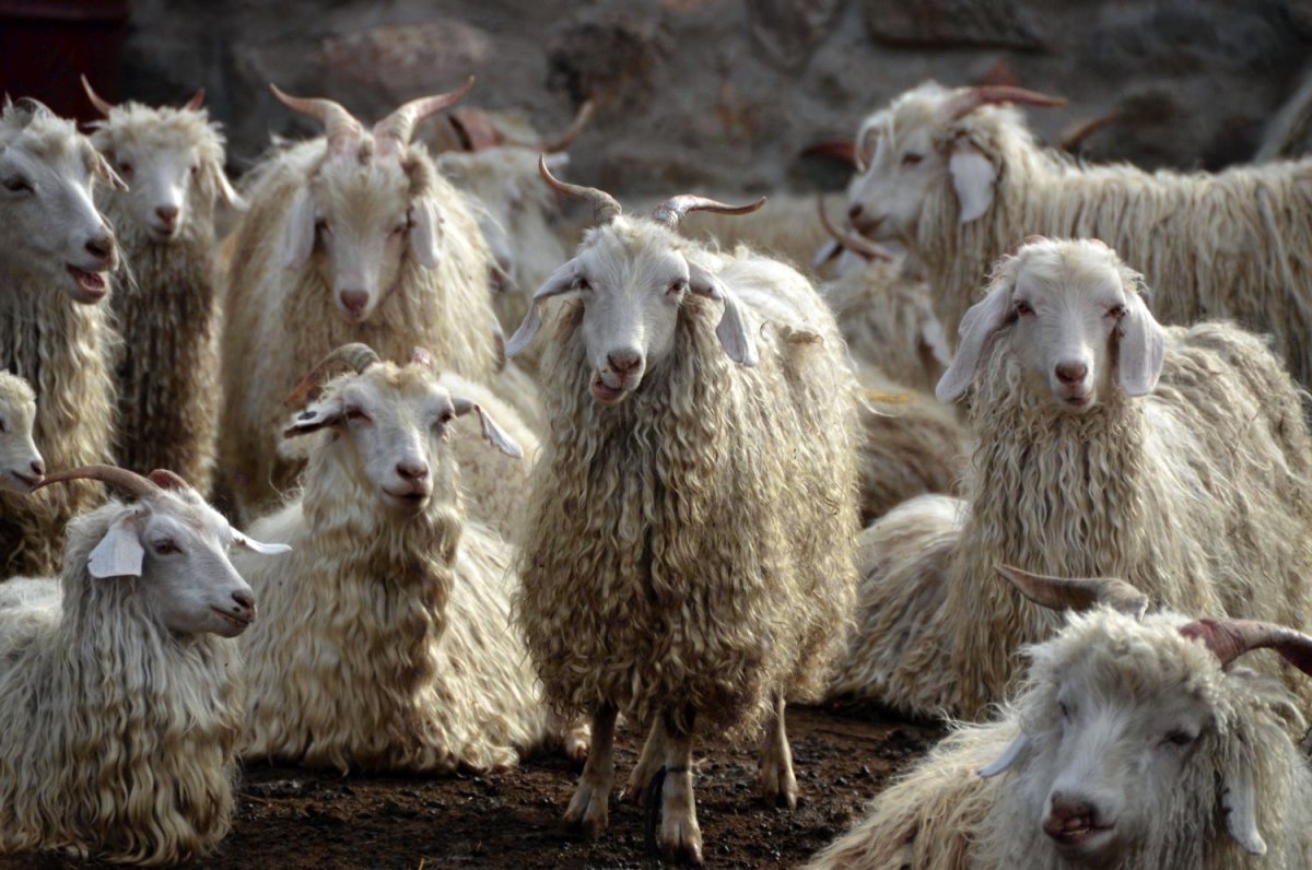 Советская шерстная коза