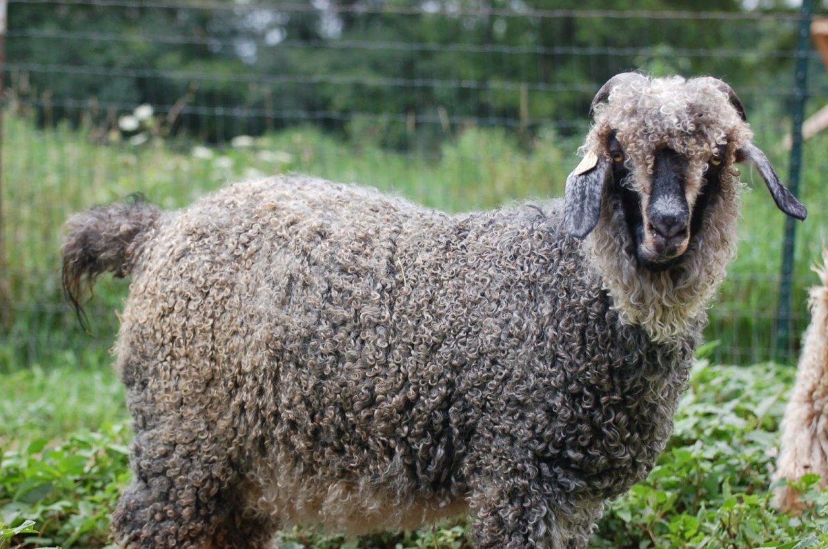 Аппенцелльская коза