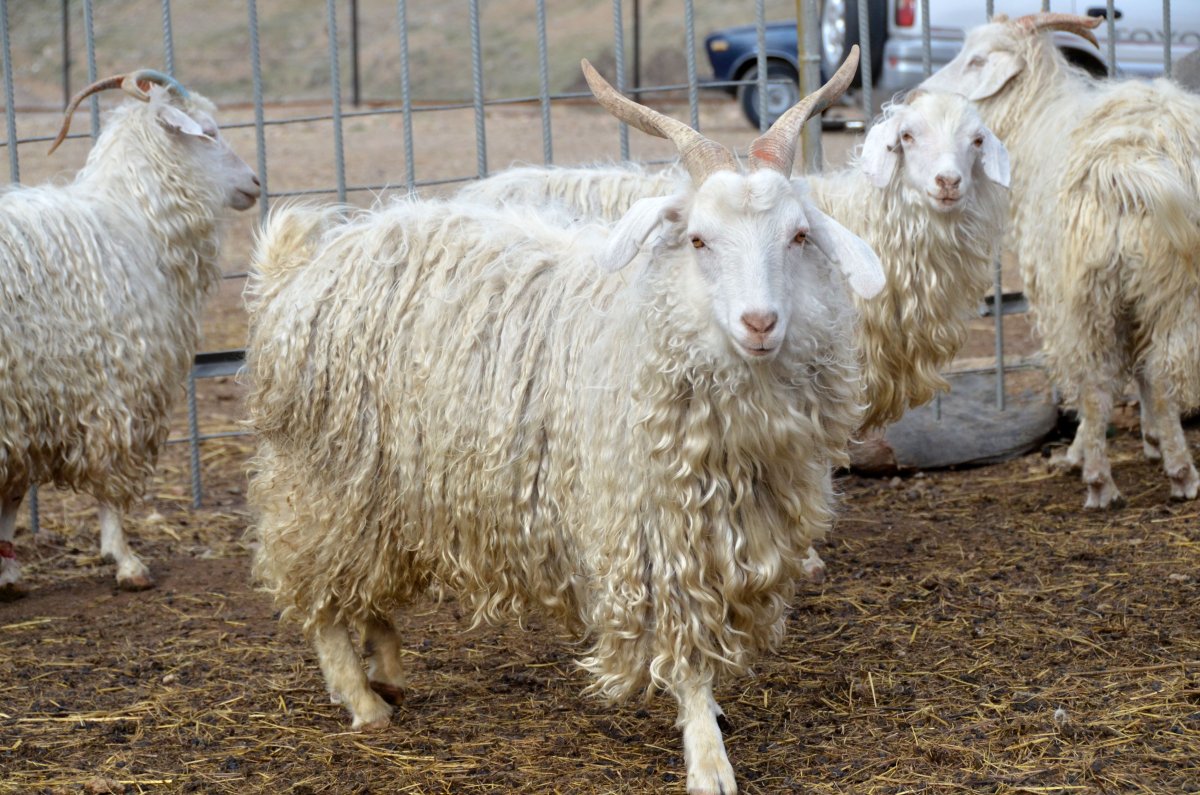 Стрижка коз