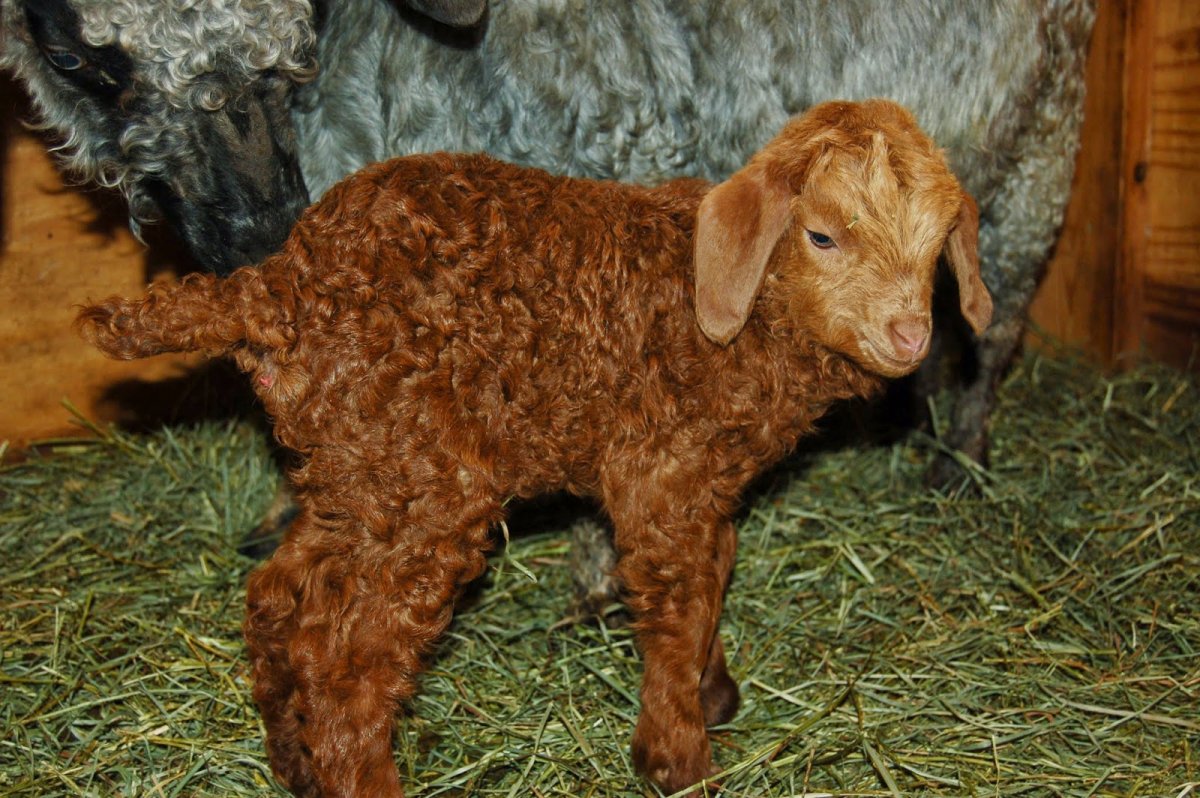 Ангорская коза 2103