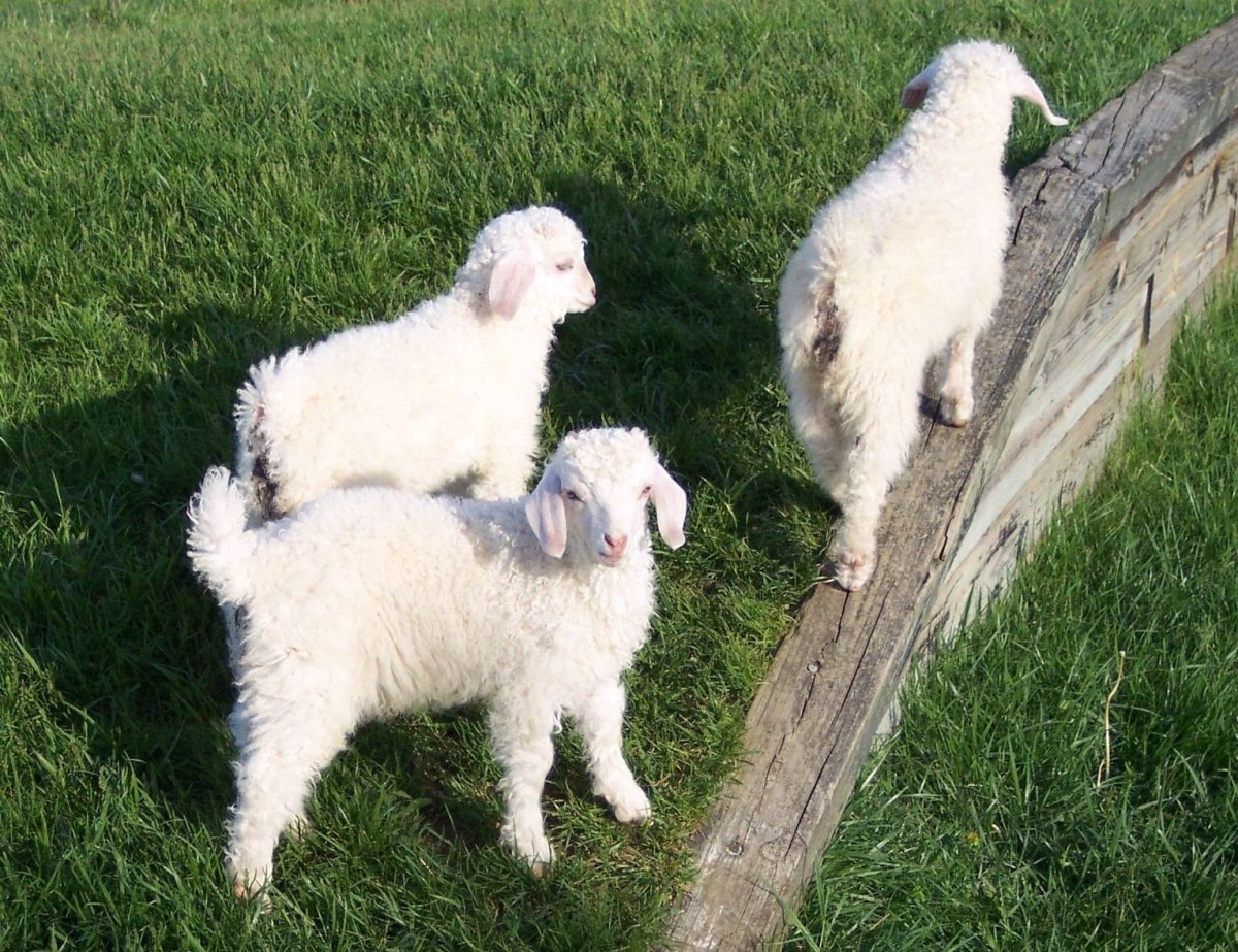 Ангорская коза в Анкаре