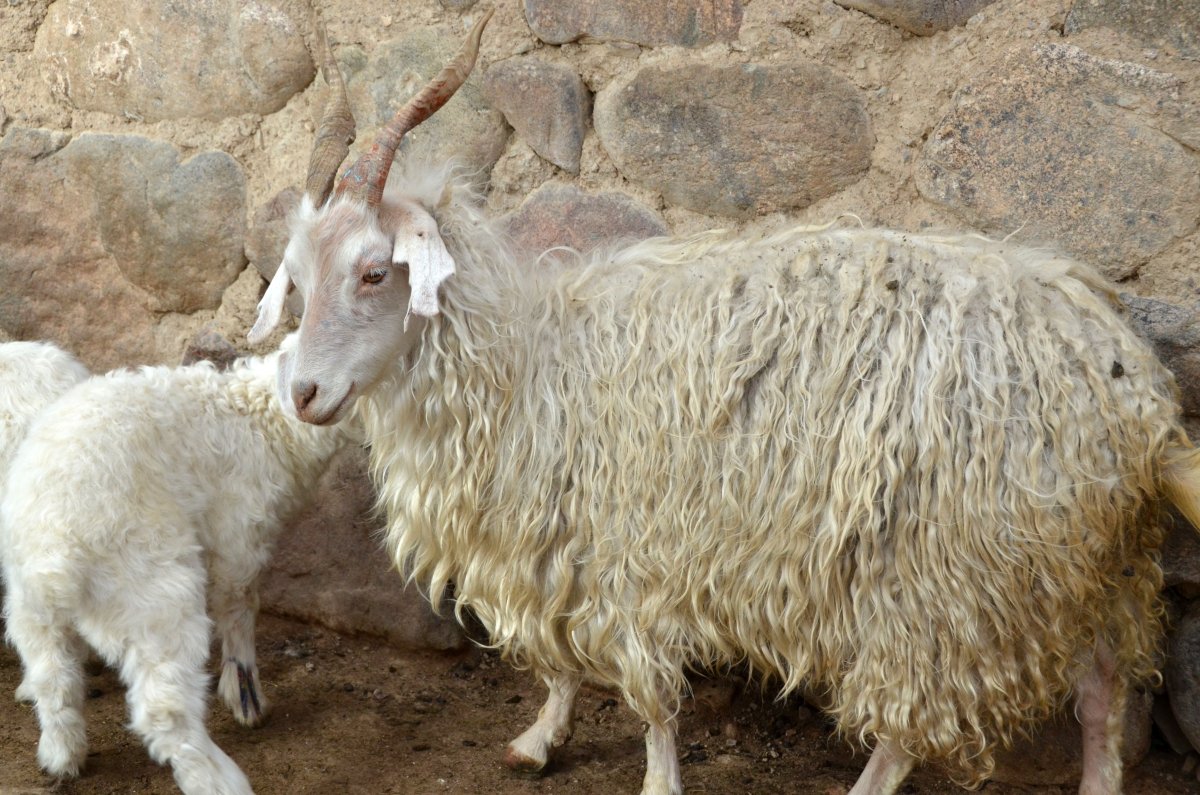 Кашмирская пуховая коза