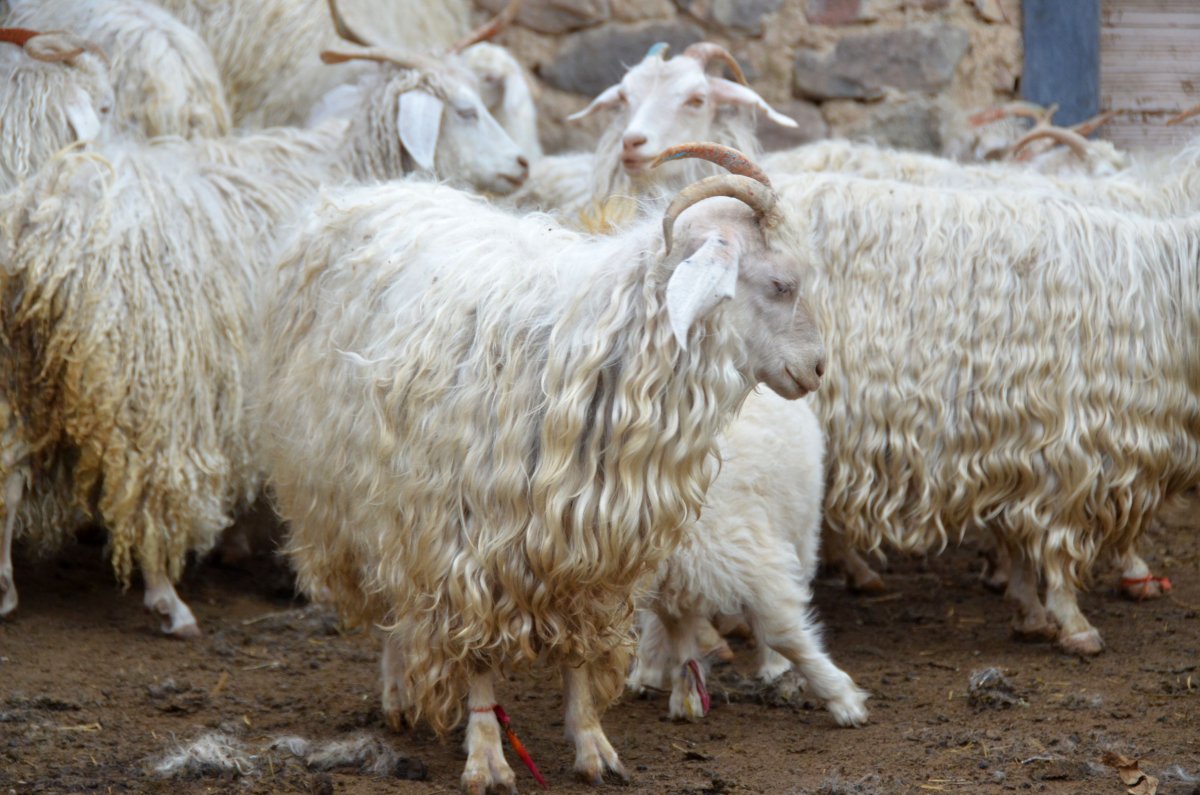 Русско белая порода коз