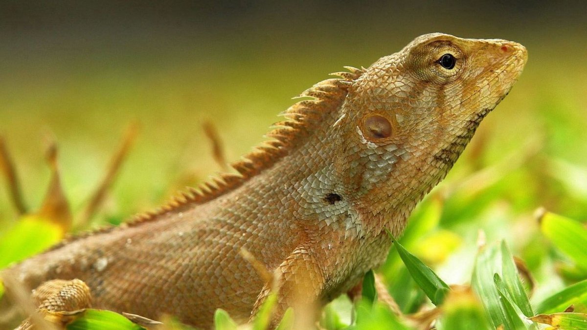 Ящерица агама Ситана