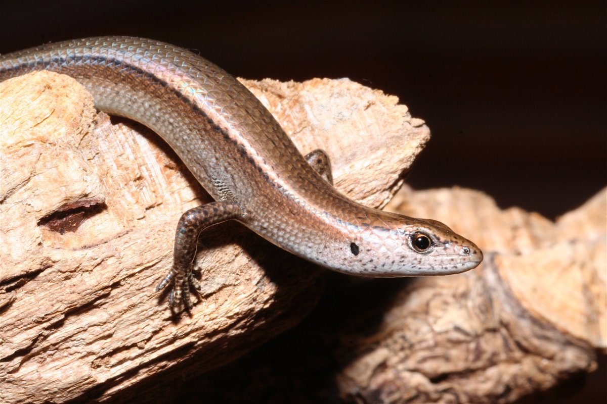 Ящерицы в Шарм Эль Шейхе