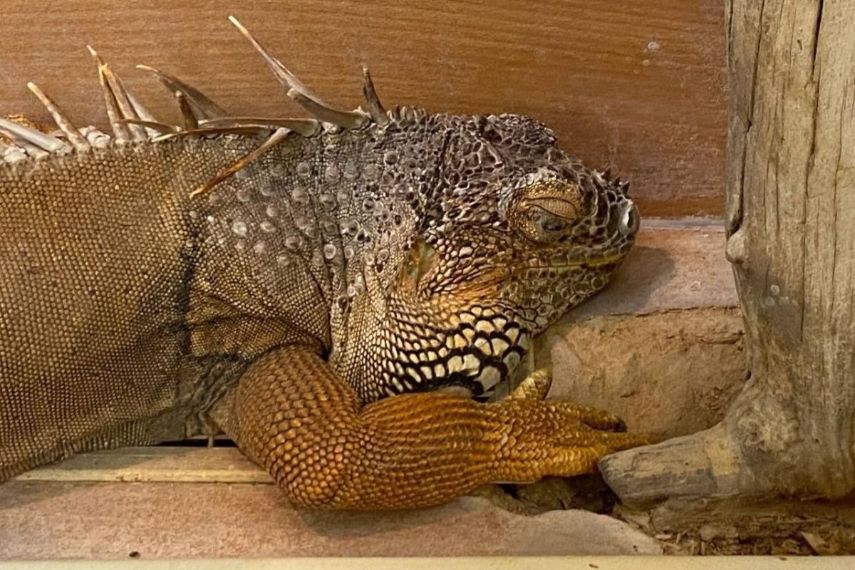 Ящерица Кавказская