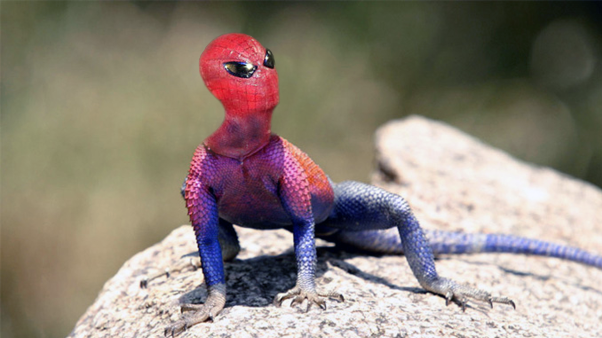 Гемитеконикс ящерица