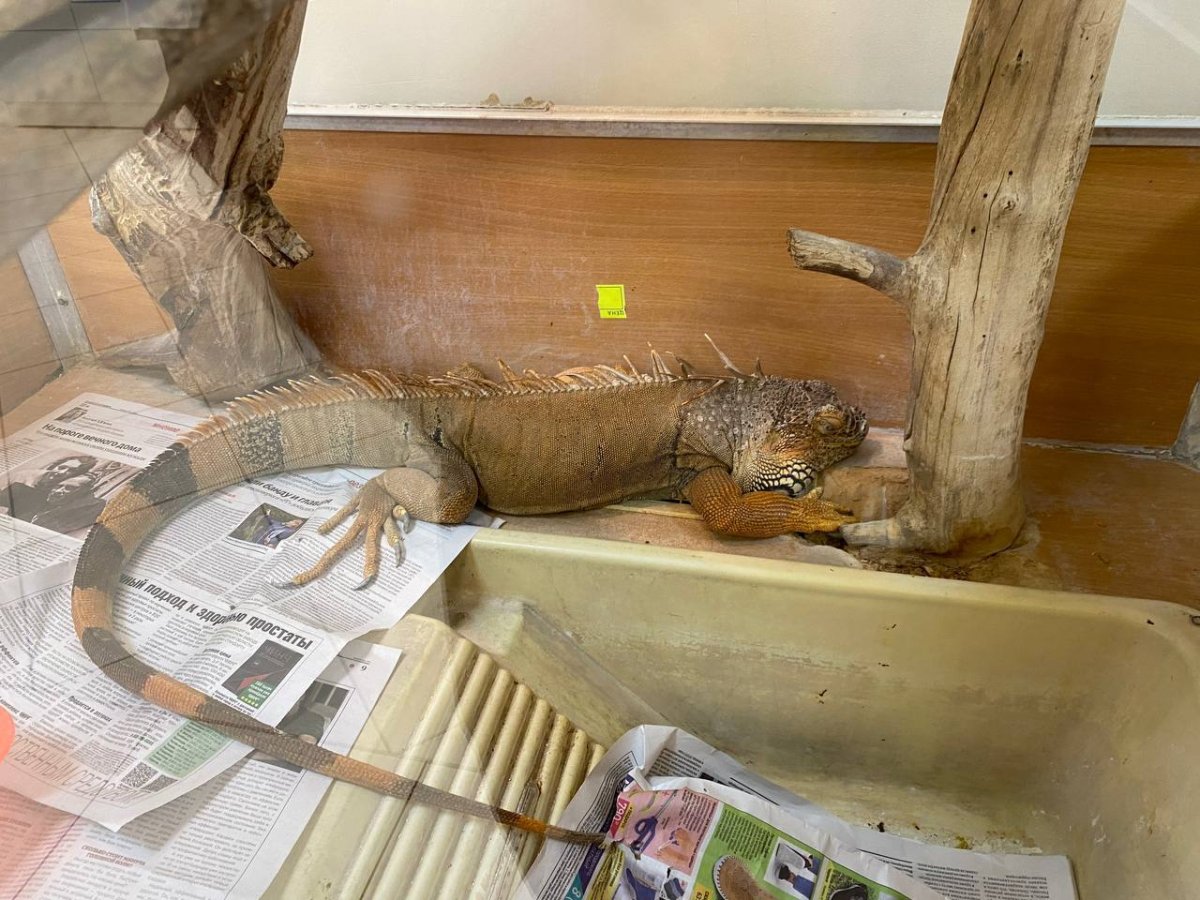 Степной геккон