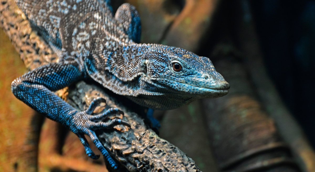 Ящерица геккон дракон