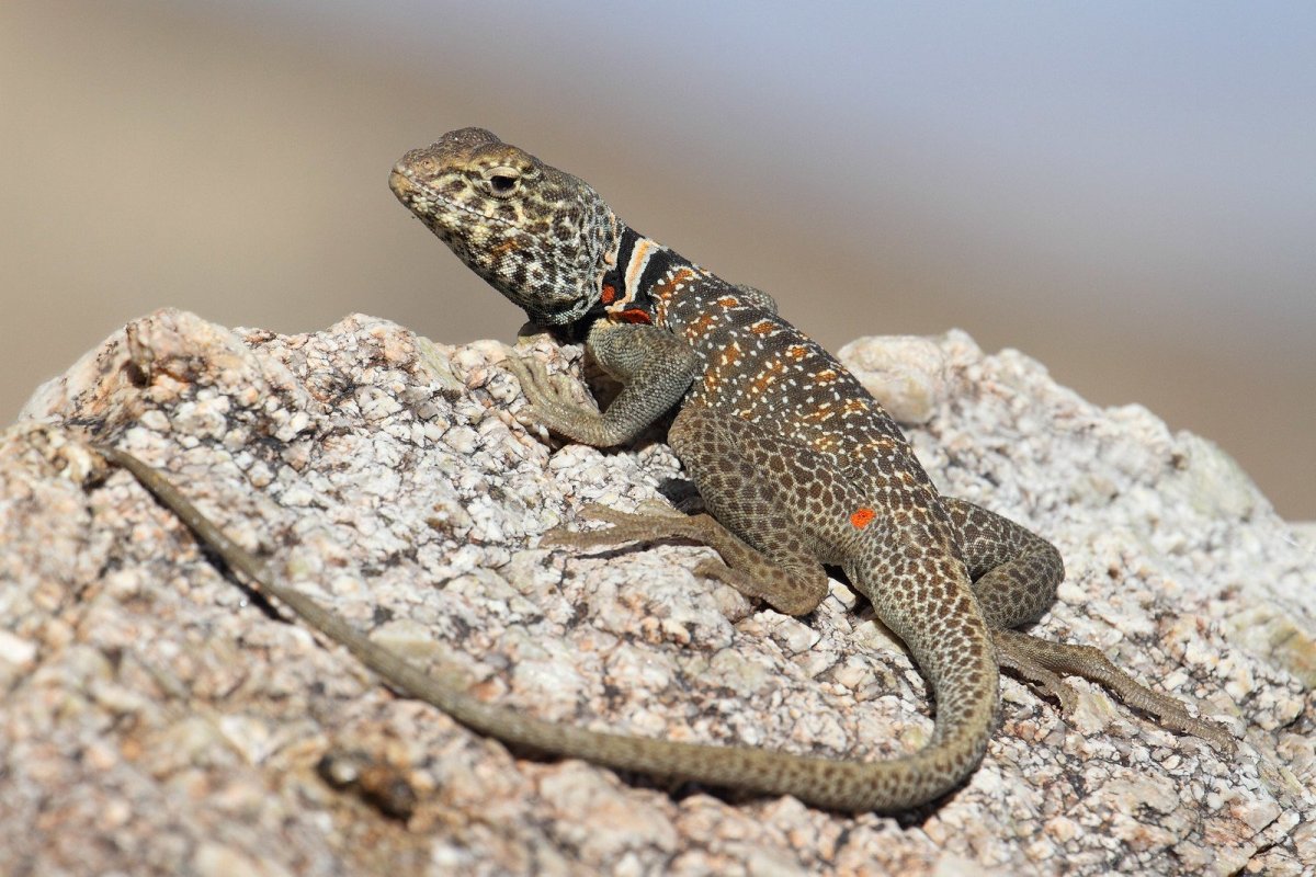 Агама Мванза