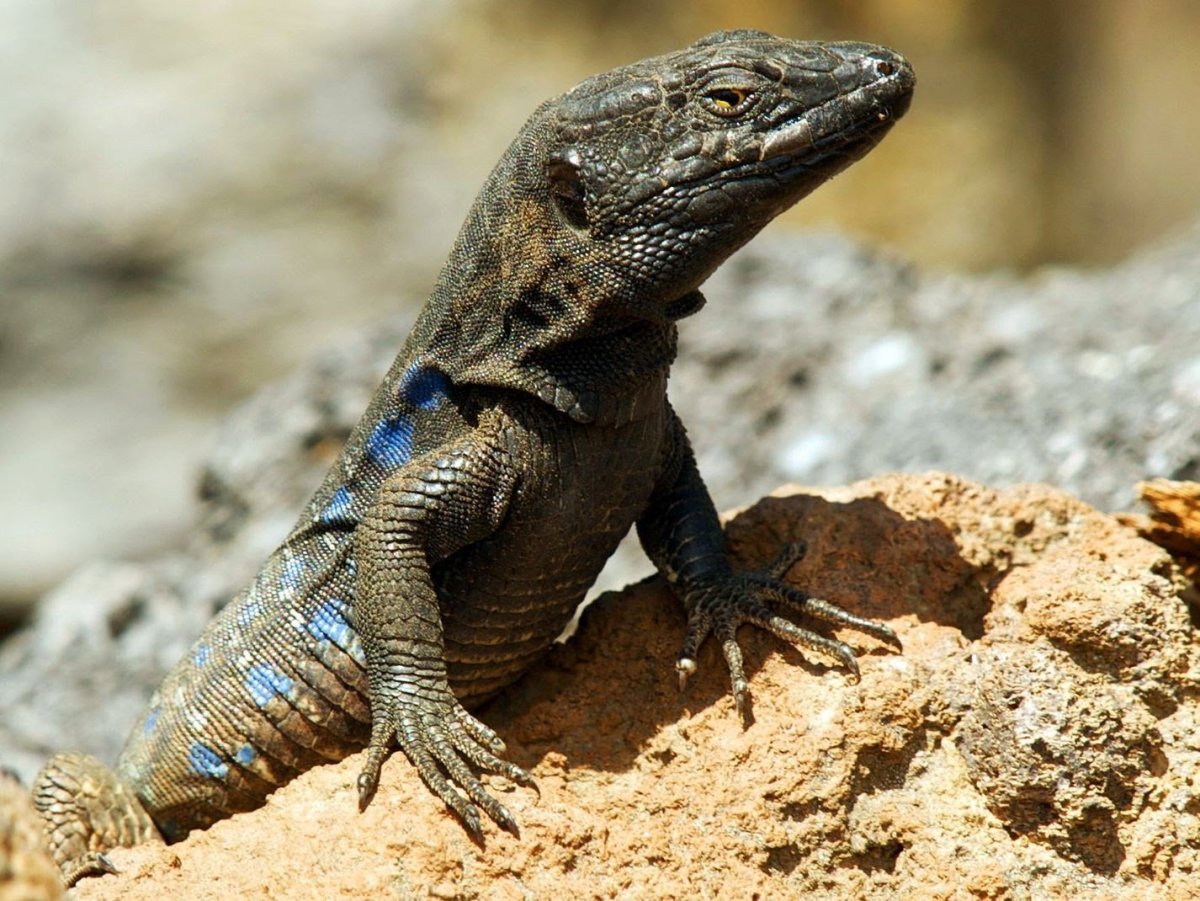 Ушастый геккон бананоед