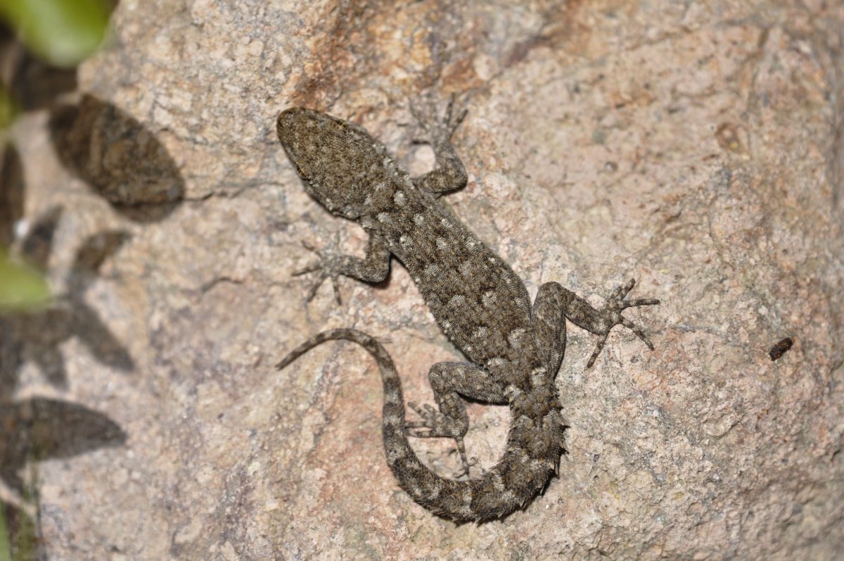 Варан Макрея