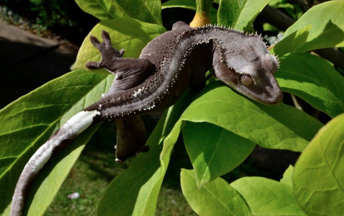 Тритон ящерица