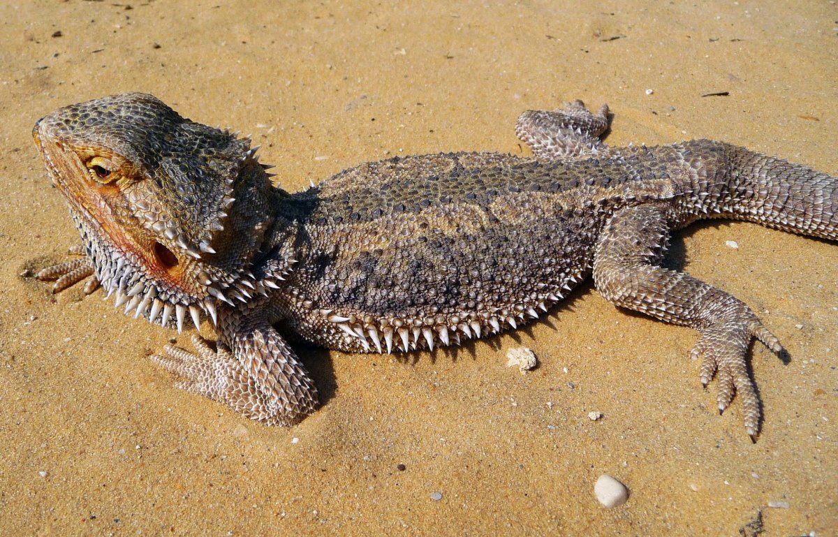 Ящерица коричневая с пятнышками