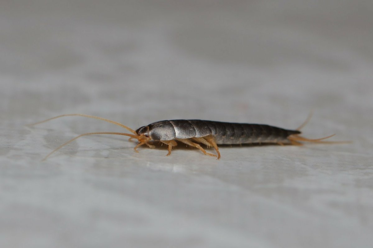 Чешуйница и двухвостка