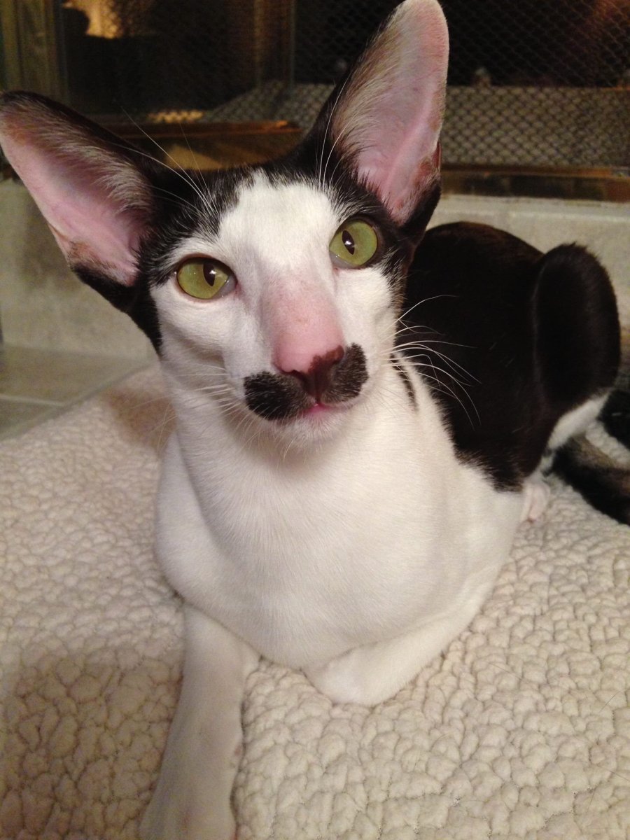 Ориентальный кот грузин