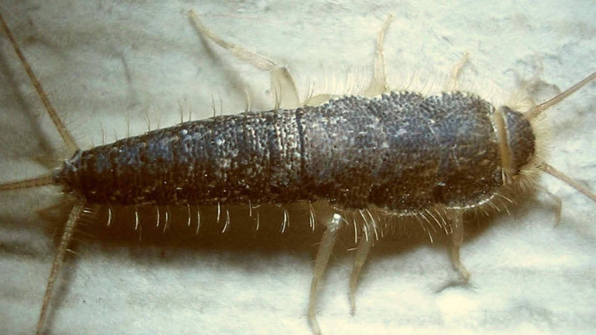 Серебрянка (обыкновенная чешуйница)