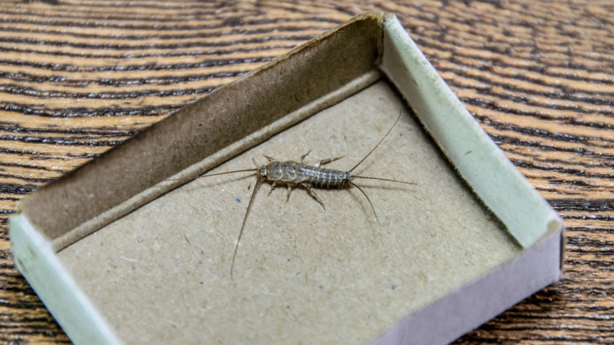 Паук в спичечном коробке