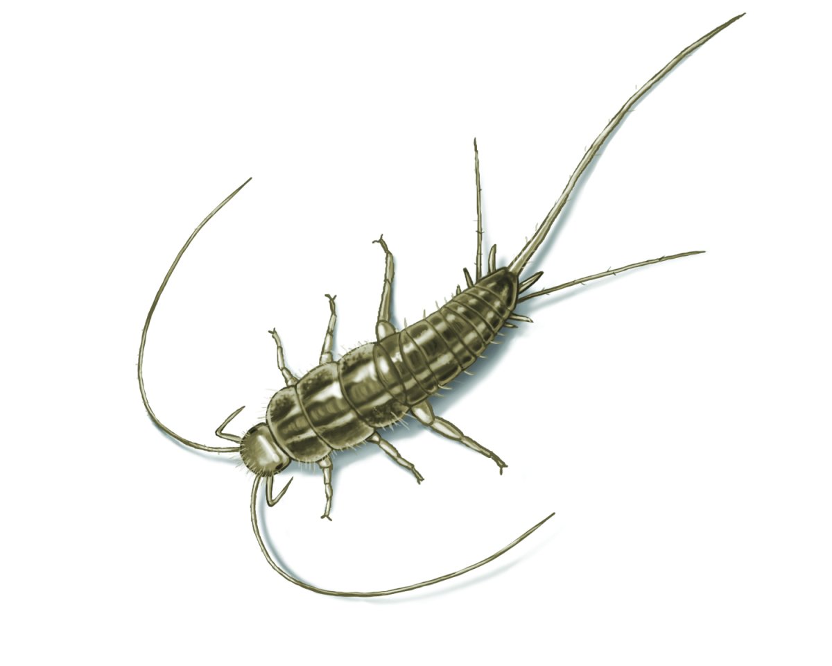 Notonecta glauca (Гладыш)