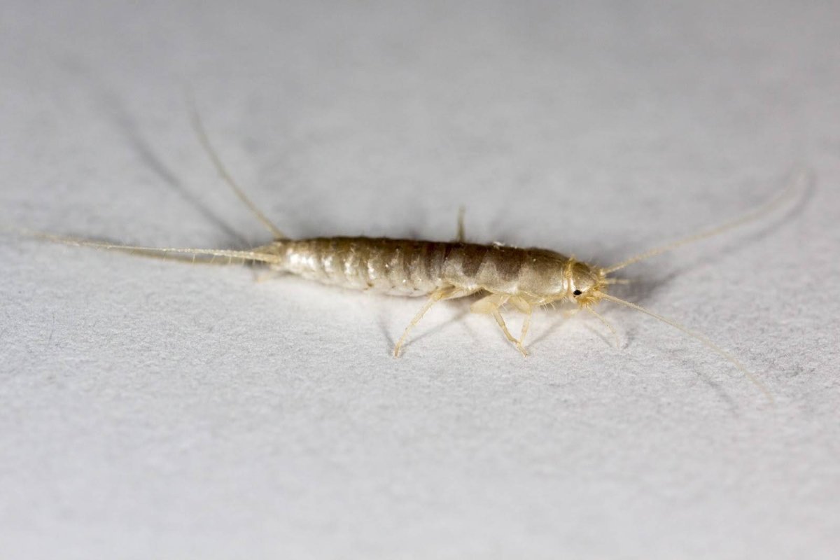 Чешуйница и двухвостка