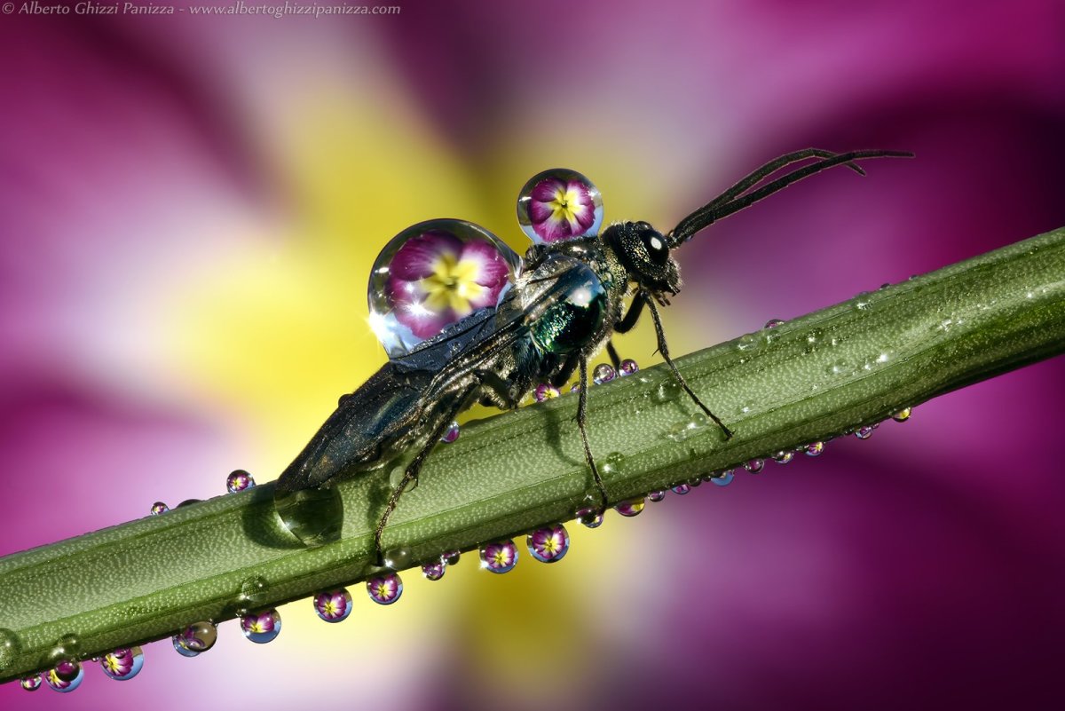 Обыкновенная чешуйница