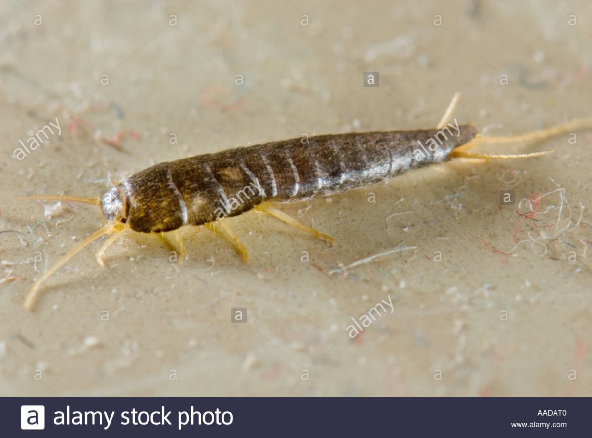 Сахарная чешуйница (lepisma saccharina)