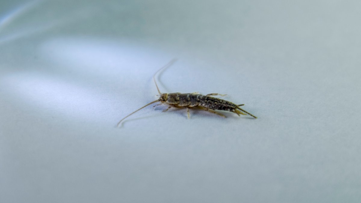 Картинки милой чешуйницы