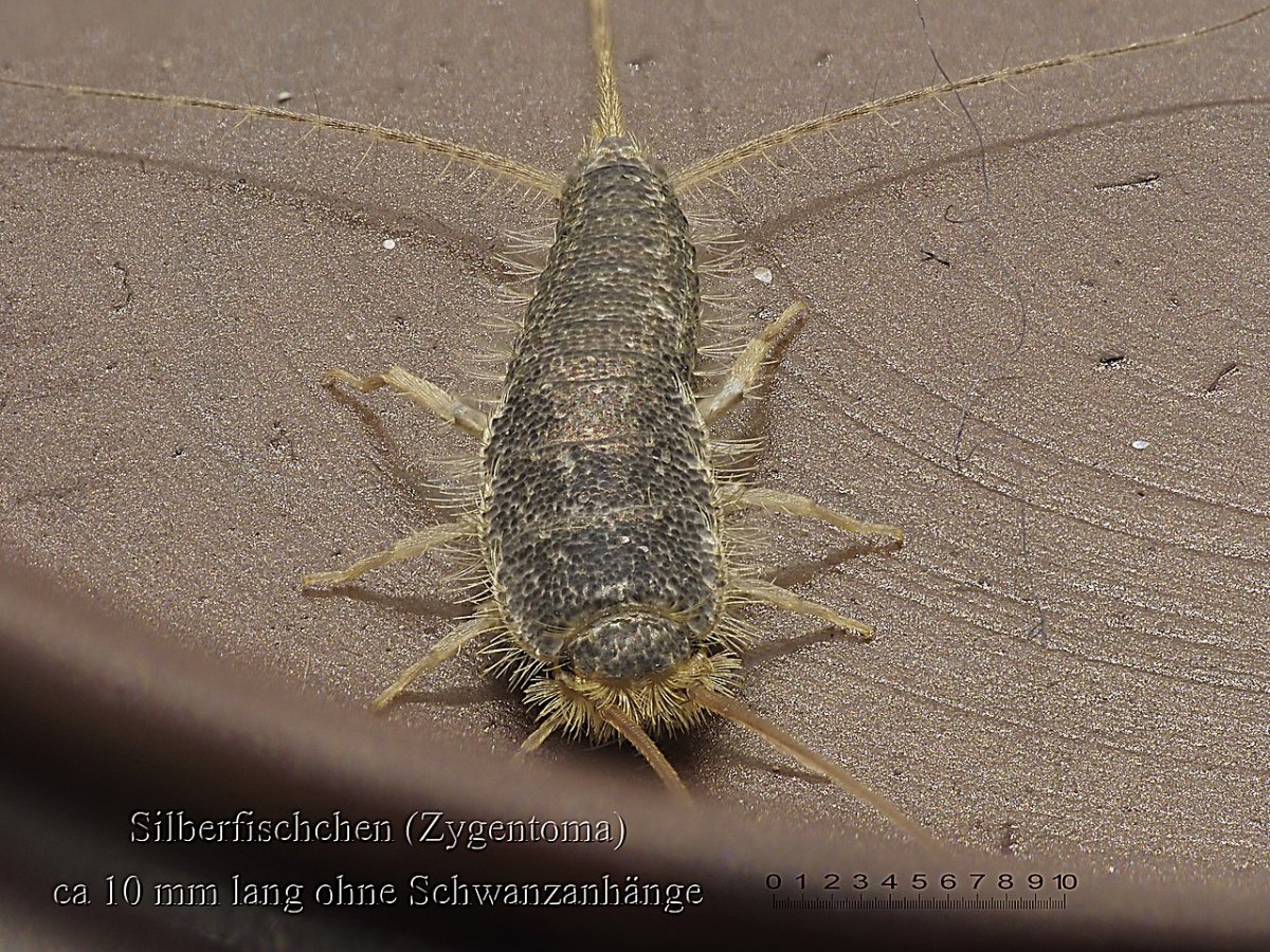 Ногохвостка чешуйница