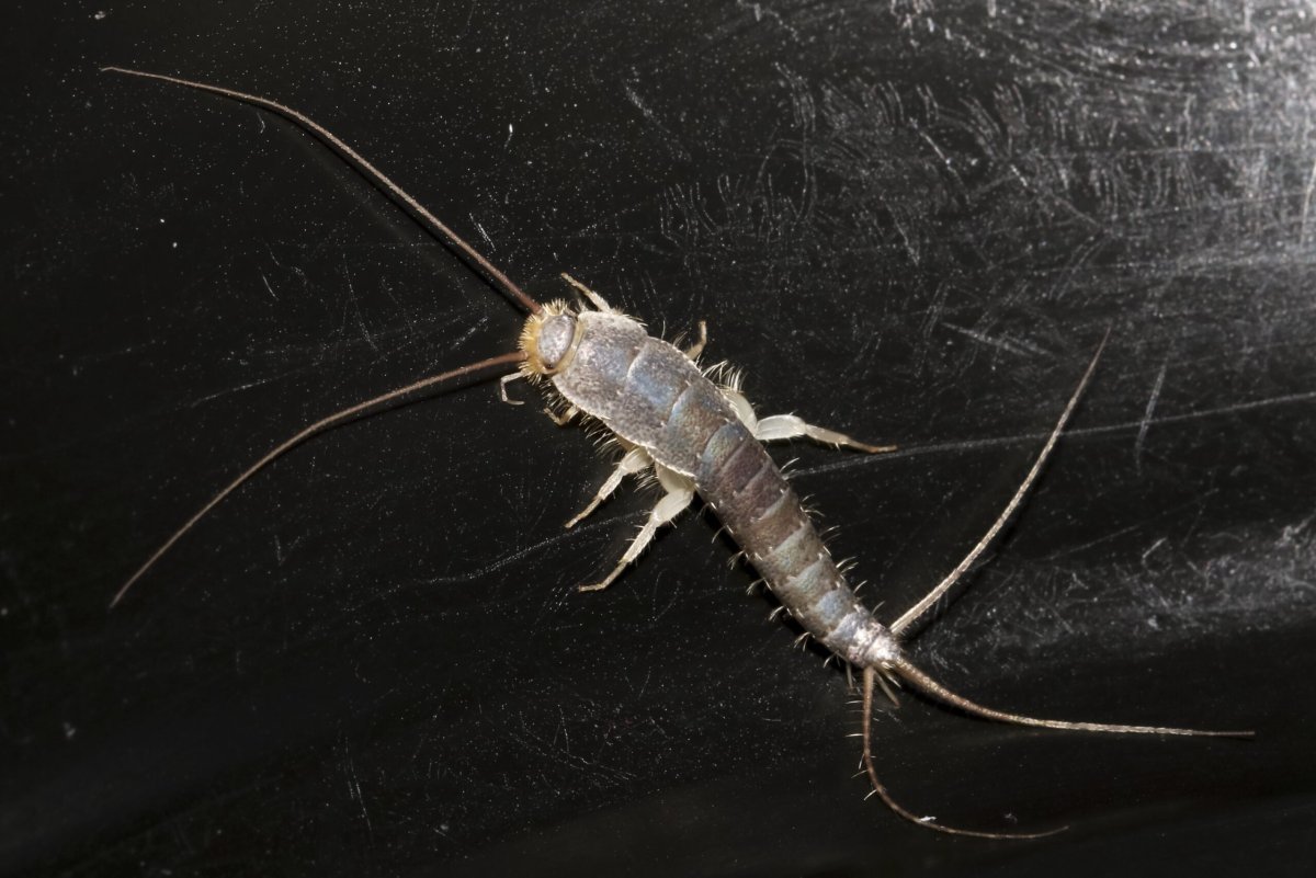 Мокрица чешуйница