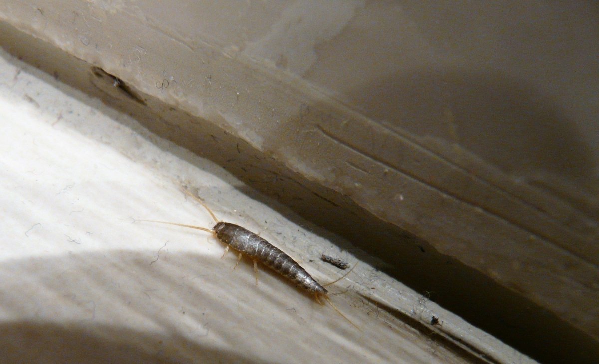 Серебрянка чешуйница личинки